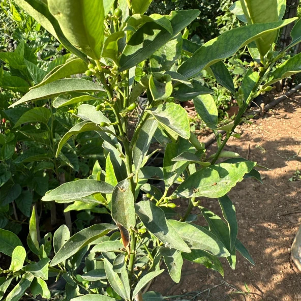 Meyve Verir Yaşta Tüplü Kamkat Fidanı (80-100 cm arası) - 2