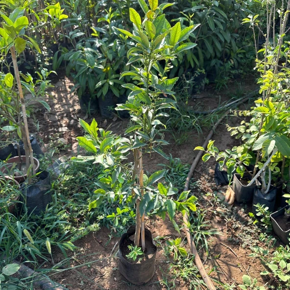 Meyve Verir Yaşta Tüplü Kamkat Fidanı (80-100 cm arası) - 3