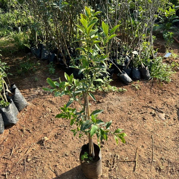 Meyve Verir Yaşta Tüplü Kamkat Fidanı (80-100 cm arası) - 4