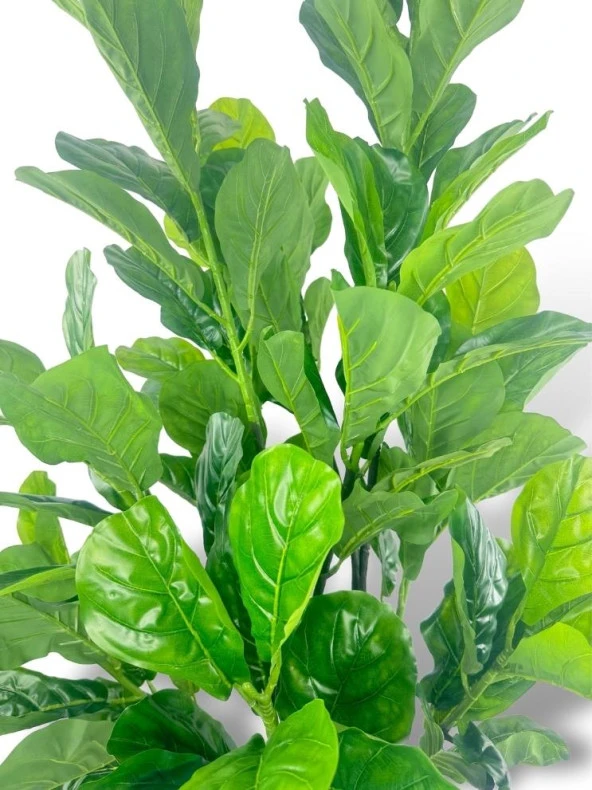 Nettenevime Yapay Ağaç Keman Yapraklı Kavuçuk Yeşil Salon Bitkisi Siyah Saksıda 140cm - Resim 3