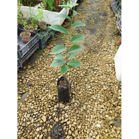 PAWPAW FİDANI 3 YAŞ 30 CM (2 ADET)