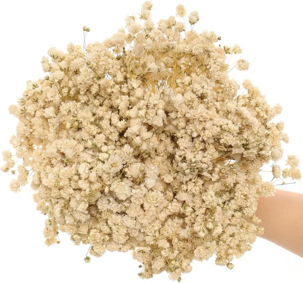 Nettenevime 10lu Set Kuru Çiçek Doğal KREM Cipso Şoklanmış Bozulmaz - Resim 7