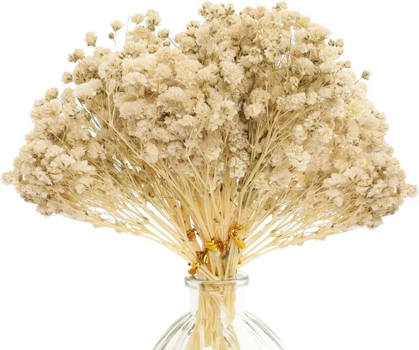 Nettenevime 10lu Set Kuru Çiçek Doğal KREM Cipso Şoklanmış Bozulmaz - Resim 4