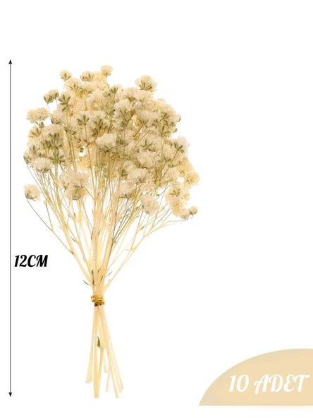Nettenevime 10lu Set Kuru Çiçek Doğal KREM Cipso Şoklanmış Bozulmaz - Resim 3
