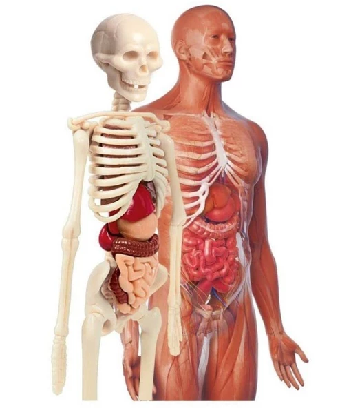 İnsan Anatomisi Bilim ve Oyun - 3