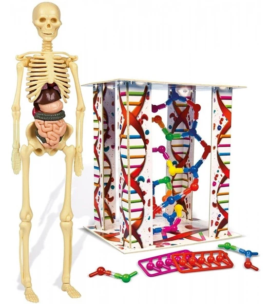 İnsan Anatomisi Bilim ve Oyun - 2