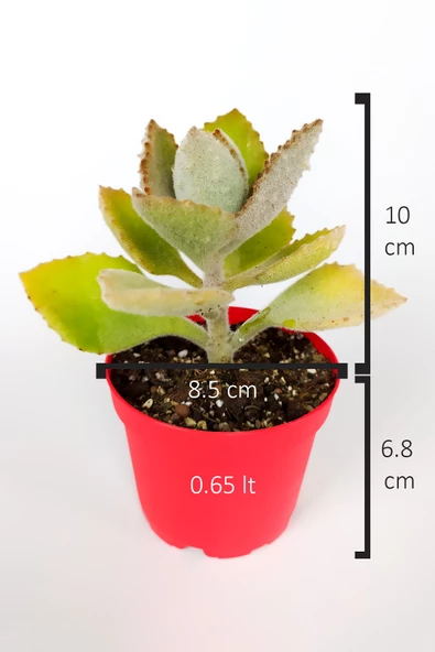 Kalanchoe Beharensis Fang kadife yapraklı sukulent keçe bitkisi kalanşo 8.5 cm kırmızı saksıda - 6