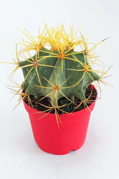 Ferocactus Glaucescens sarı dikenli nadir özel tür kaktüs büyük boy 12 cm kırmızı saksıda - 2
