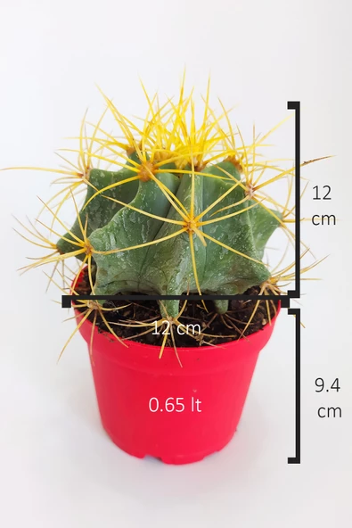Ferocactus Glaucescens sarı dikenli nadir özel tür kaktüs büyük boy 12 cm kırmızı saksıda - 5