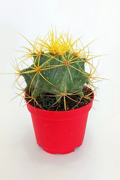 Ferocactus Glaucescens sarı dikenli nadir özel tür kaktüs büyük boy 12 cm kırmızı saksıda - 3