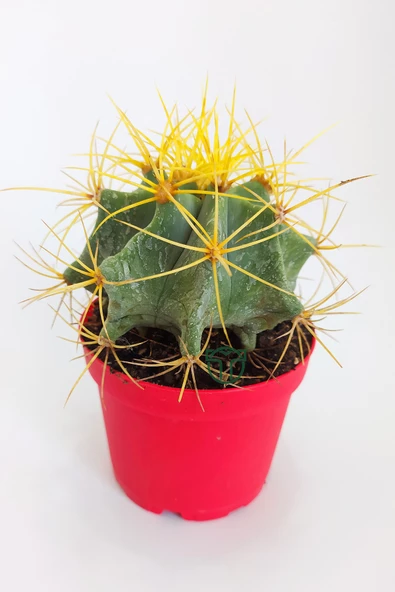 Ferocactus Glaucescens sarı dikenli nadir özel tür kaktüs büyük boy 12 cm kırmızı saksıda