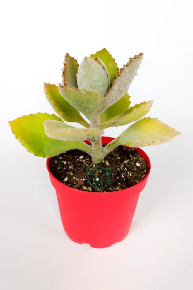 Kalanchoe Beharensis Fang kadife yapraklı sukulent keçe bitkisi kalanşo 8.5 cm kırmızı saksıda