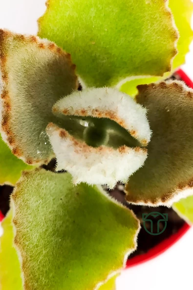 Kalanchoe Beharensis Fang kadife yapraklı sukulent keçe bitkisi kalanşo 8.5 cm kırmızı saksıda - 5