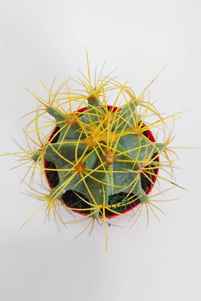 Ferocactus Glaucescens sarı dikenli nadir özel tür kaktüs büyük boy 12 cm kırmızı saksıda - 4