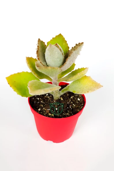 Kalanchoe Beharensis Fang kadife yapraklı sukulent keçe bitkisi kalanşo 8.5 cm kırmızı saksıda - 2