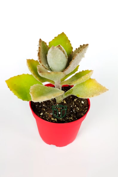 Kalanchoe Beharensis Fang kadife yapraklı sukulent keçe bitkisi kalanşo 8.5 cm kırmızı saksıda - 3