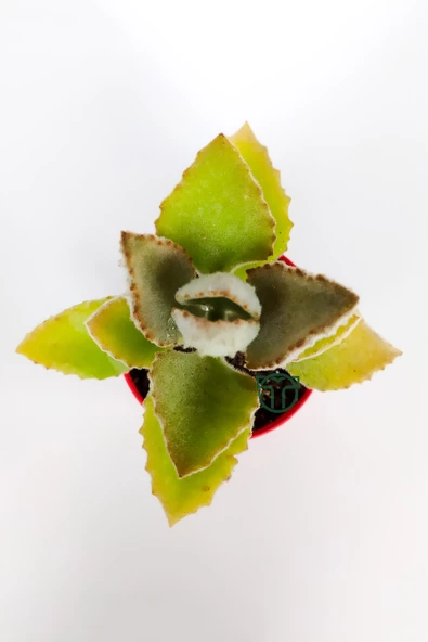 Kalanchoe Beharensis Fang kadife yapraklı sukulent keçe bitkisi kalanşo 8.5 cm kırmızı saksıda - 4