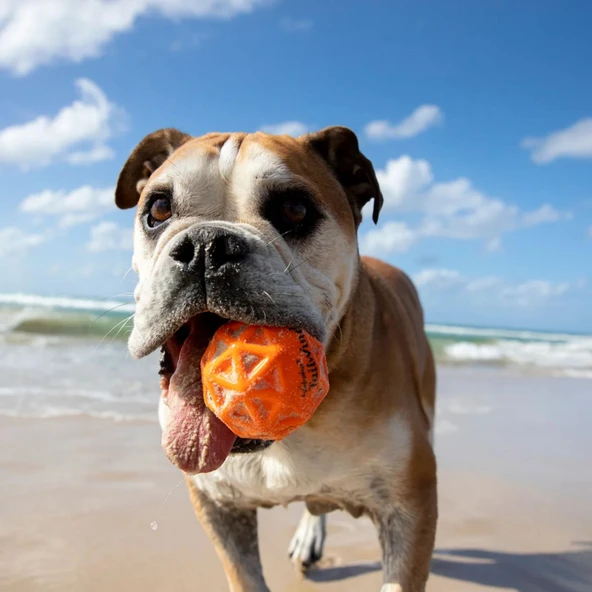 Waboba Tailwind Köpek Oyuncağı Top - 4