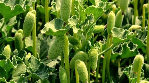 Eyüp Ensar ACI KAVUN KÖKÜ (YAŞ HALİ  TAZE  SAF SUYU)  500 GR - 7