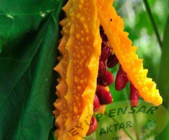 Eyüp Ensar KUDRET NARI EXTRAT YAĞI 100 ML - 4