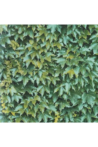 MİDA KORE DUVAR KAĞIDI 7023-2 (16,5m2) ürün görseli