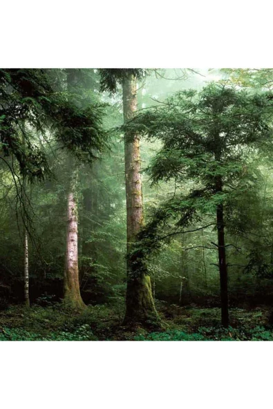 HORIZONS FRANSIZ DUVAR KAĞIDI L59604 (BORDÜR) (5m2) ürün görseli