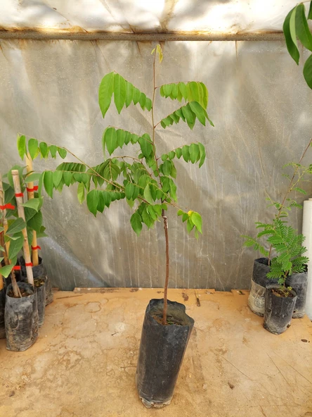 AŞILI STAR FRUİT FİDANI 3 YAŞ 100 CM - 2