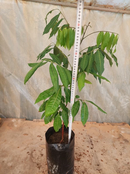 LONGAN FİDANI 4 YAŞ 50-60 CM - 2