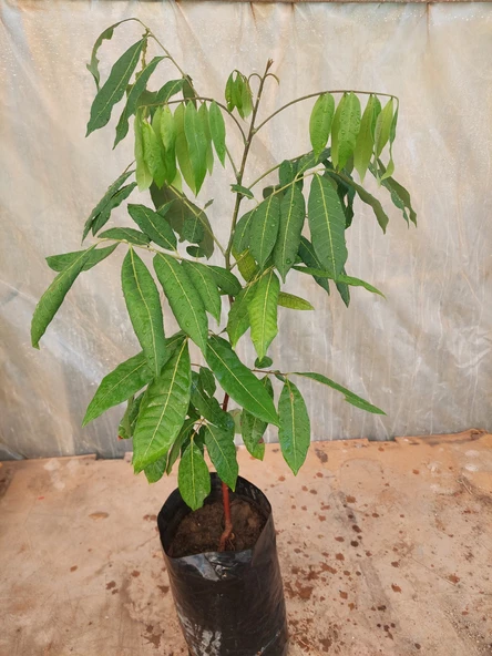 LONGAN FİDANI 4 YAŞ 50-60 CM - 3