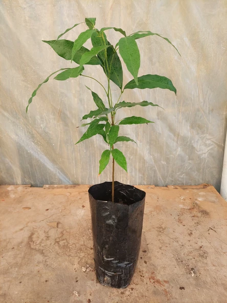 LİÇİ FİDANI 4 YAŞ 50 CM - 3