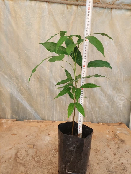 LİÇİ FİDANI 4 YAŞ 50 CM - 2