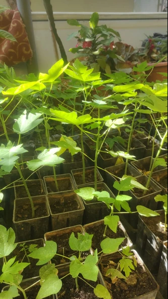 PAPAYA FİDANI 50 CM - 2