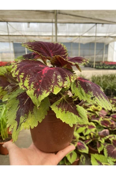 Yaprak Güzeli Karışık Renkli Kolyos (coleus) ürün görseli