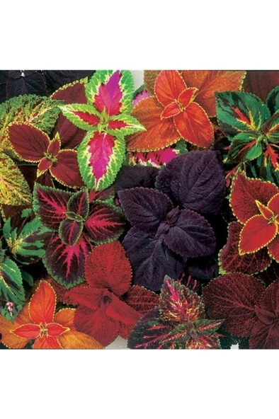 Yaprak Güzeli Karışık Renkli Kolyos (coleus) - Resim 2