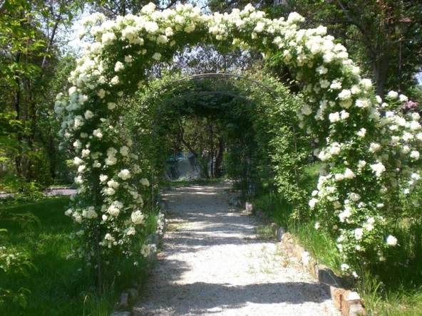 Beyaz Yediveren Sarmaşık Gül Fidanı 15-25 Cm N11.27265 ürün görseli