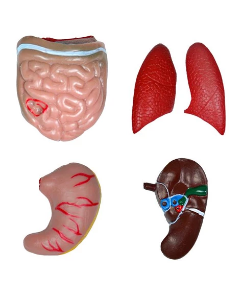 Temel İnsan Vücudu Modeli 27 Cm - 3