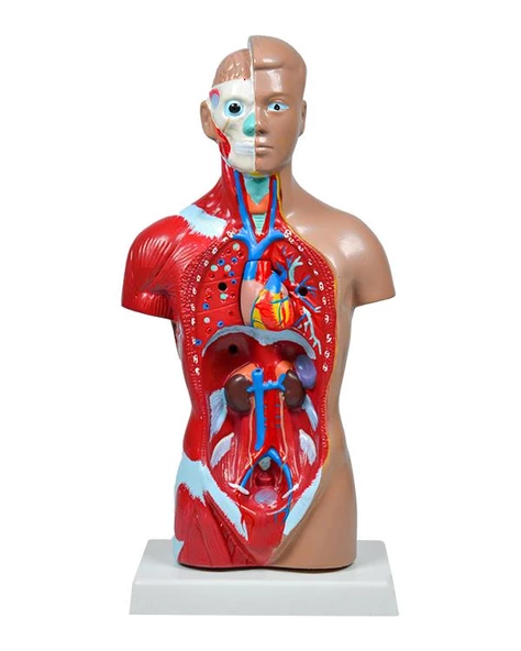 Temel İnsan Vücudu Modeli 27 Cm - 2