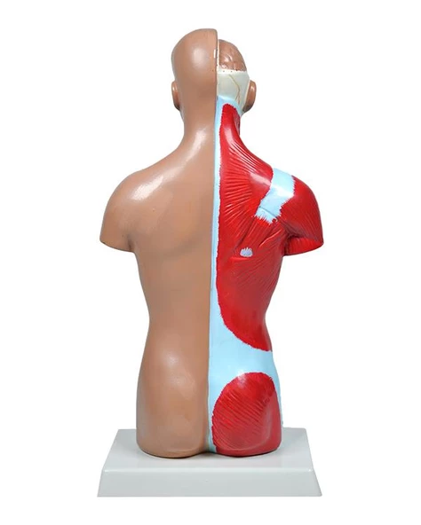 Temel İnsan Vücudu Modeli 27 Cm - 4