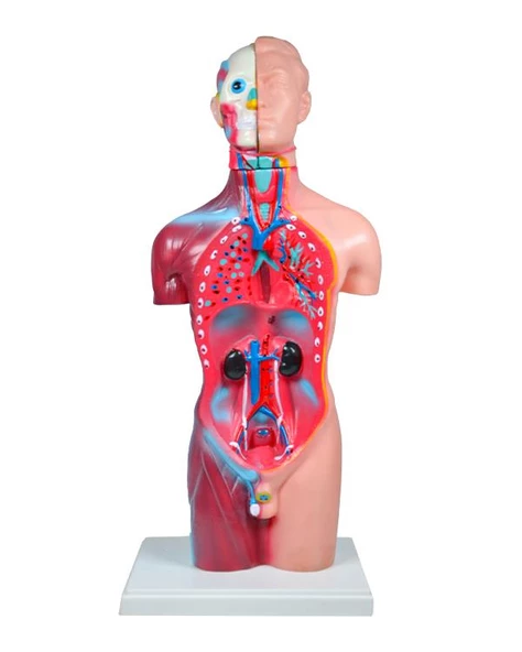Temel Büyük İnsan Vücudu Modeli 45 Cm - 2