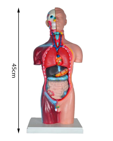 Temel Büyük İnsan Vücudu Modeli 45 Cm - 4