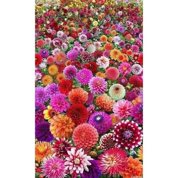 20 adet yıldız çiçeği soğanı karışık renk... ürün görseli 1