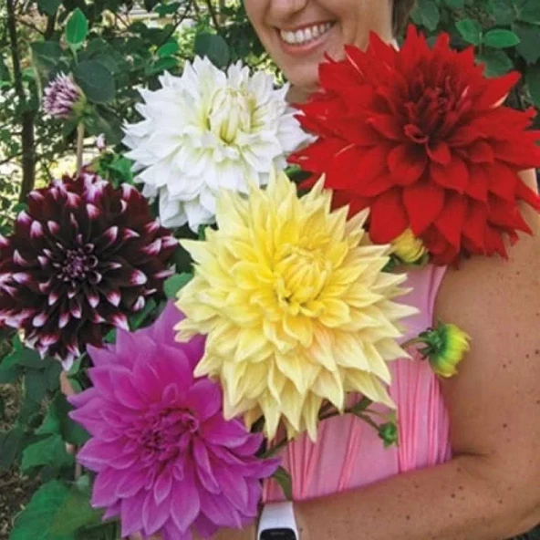 20 adet yıldız çiçeği soğanı karışık renk... ürün görseli 1