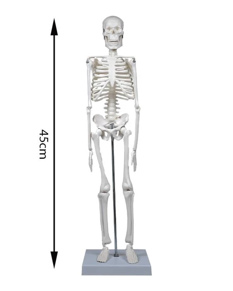 Temel İskelet Modeli 45 Cm - 4