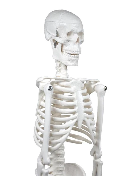 Temel İskelet Modeli 45 Cm - 2