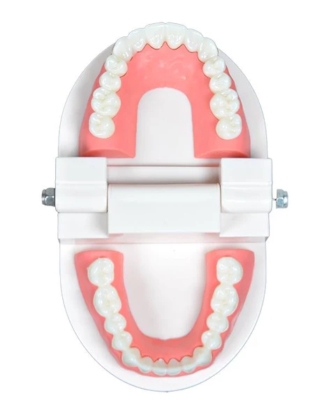 Temel Diş Modeli 8 cm - 2