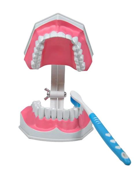 Temel Diş Modeli Fırçalı 12 cm - 2