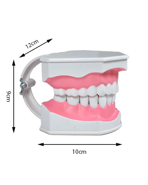 Temel Diş Modeli Fırçalı 12 cm - 3