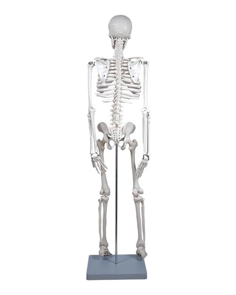 Temel İskelet Modeli 85 Cm - 2