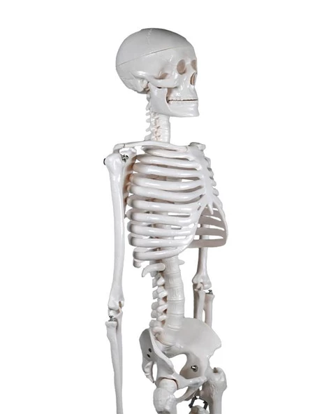 Temel İskelet Modeli 85 Cm - 3