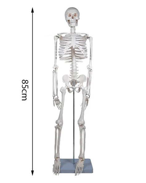 Temel İskelet Modeli 85 Cm - 5